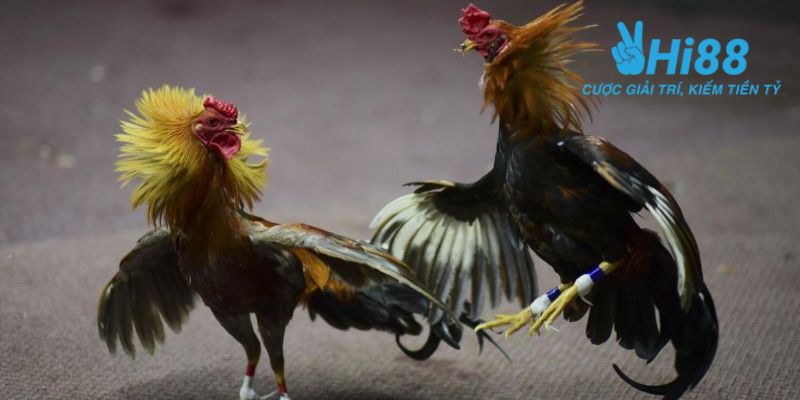 Bật mí những bí quyết chơi đá gà đỉnh cao