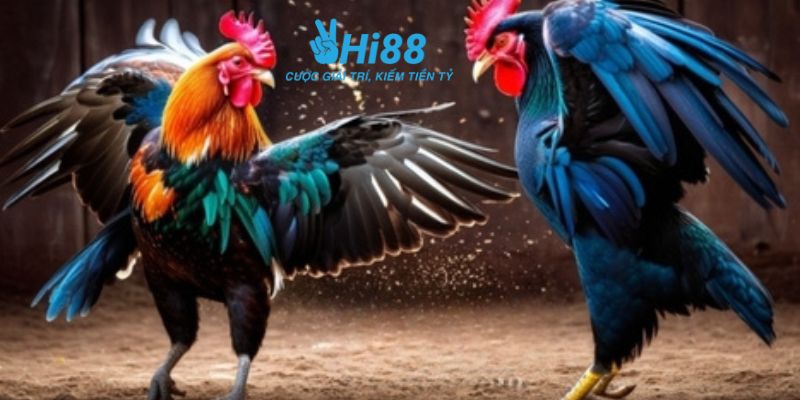 Đá gà online là gì?