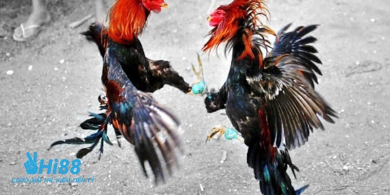 đá gà cựa sắt Campuchia Giới thiệu tổng quan về hình thức đá gà cựa sắt Campuchia
