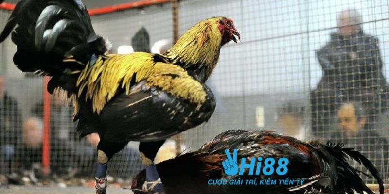 đá gà cựa sắt Campuchia Bật mí chiến thuật chiến thắng đá gà cựa sắt Campuchia