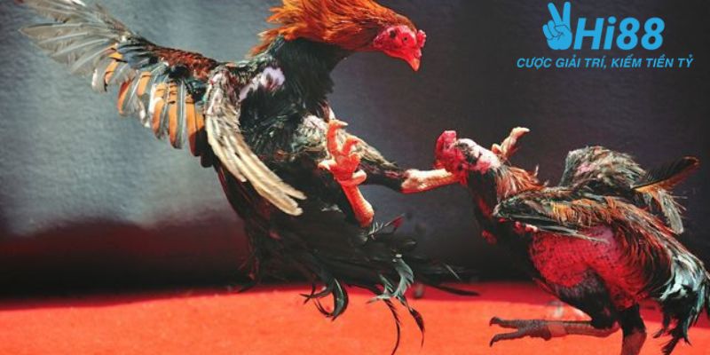 Những lợi ích khi tham gia đá gà trực tiếp trên mạng