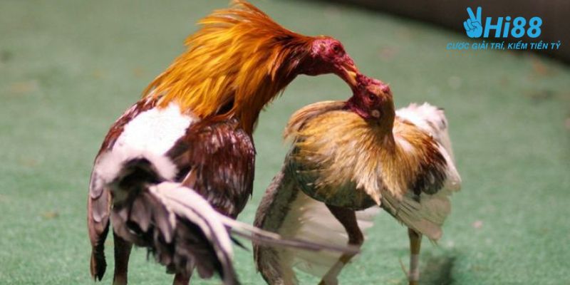 Giải đáp chơi đá gà trực tiếp trên mạng có an toàn không?