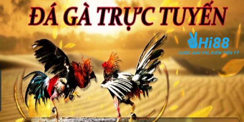 gà đá trực tiếp Thomo Đá gà trực tiếp Thomo - Trải nghiệm đỉnh cao của giới chơi