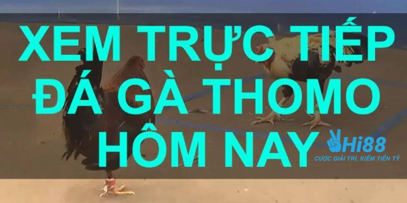 gà đá trực tiếp Thomo