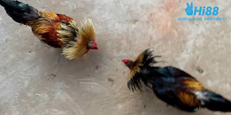 Trải nghiệm trực tiếp đá gà tre tại nhà cái uy tín