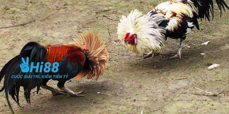 Hướng dẫn cách tham gia trực tiếp đá gà tre tại nhà cái