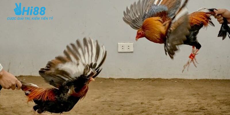 Những yếu tố cần lưu ý khi tham gia cược trực tiếp đá gà tre