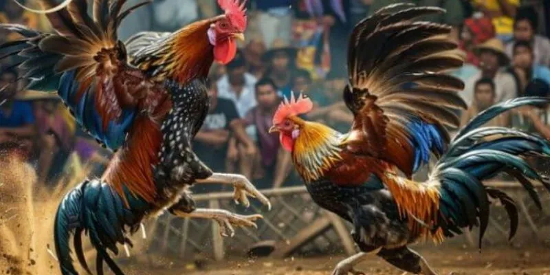 Người chơi sẽ được trải nghiệm một hệ thống cá cược đa dạng