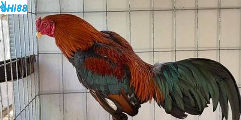 Chợ Tốt Gà Đá Tiền Giang giao dịch chiến kê nhanh chóng