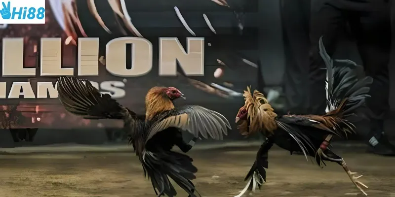 Chọi gà trực tuyến những trận đấu hấp dẫn