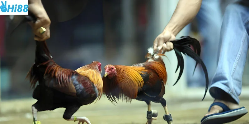 Đá gà cựa sắt Thomo sự hấp dẫn trong từng trận đấu