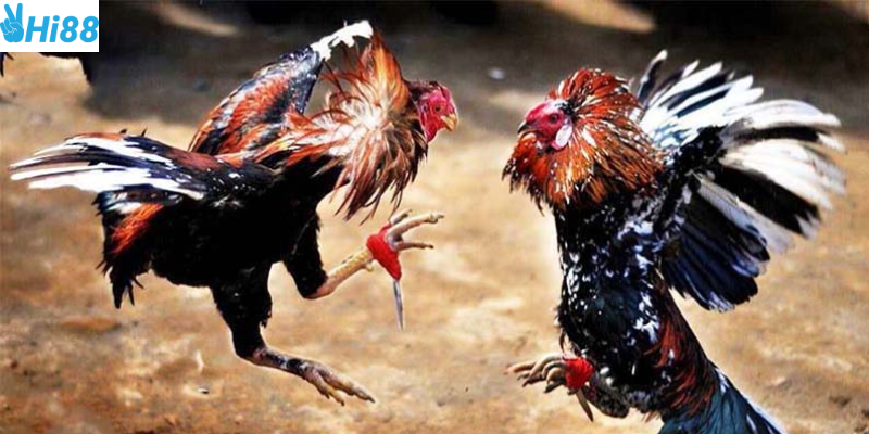 Kèo đá gà 88 luôn được cập nhật mỗi ngày