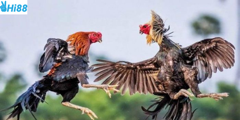 Mẹo và chiến thuật là những yếu tố cần thiết