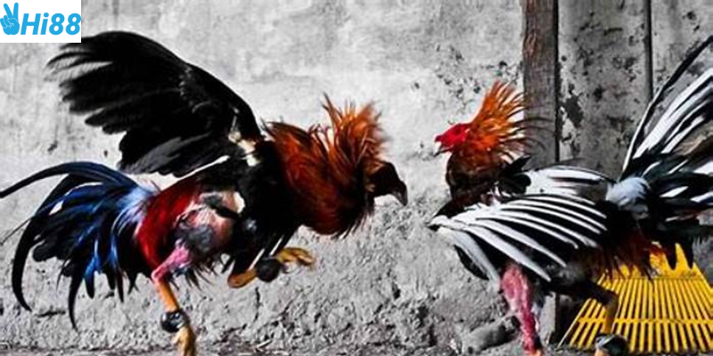 Tham gia đá gà 88 dễ dàng cùng nền tảng Hi88