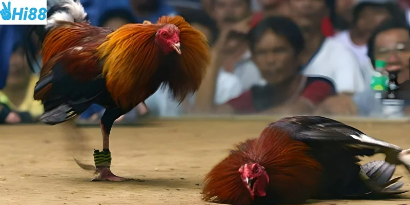 Theo dõi và tham gia cược dễ dàng tại Hi88