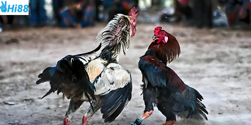 Chọn trận đấu phù hợp để tham gia cược