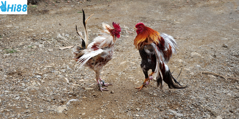 Phân tích thông tin chiến kê và đặt cược