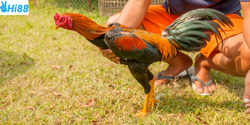 Tham gia đá gà trực tiếp bình luận tại Hi88