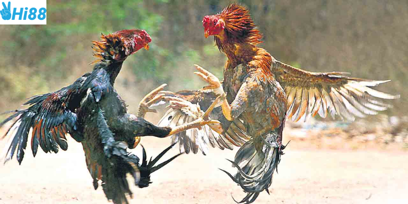 Thắng lớn mỗi ngày cùng Hi88