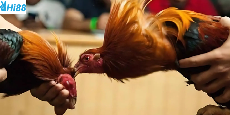 Trải nghiệm hình ảnh sắc nét và chính sách thưởng hấp dẫn