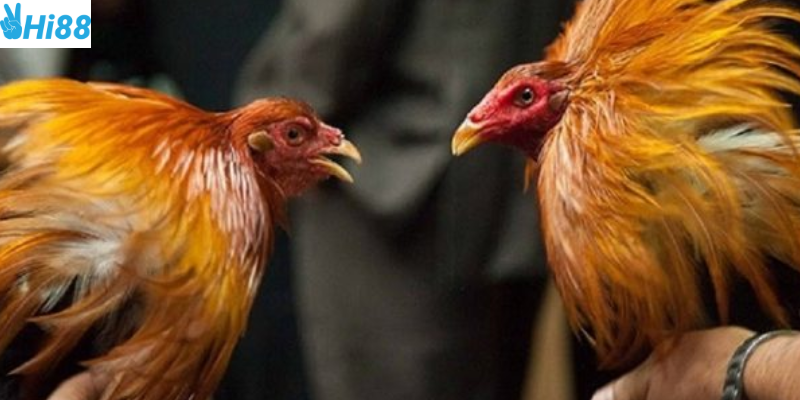 Trực tiếp đá gà CPC3 tại nền tảng Hi88