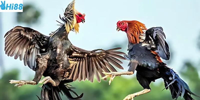 Trực tiếp đá gà Thomo hấp dẫn người chơi