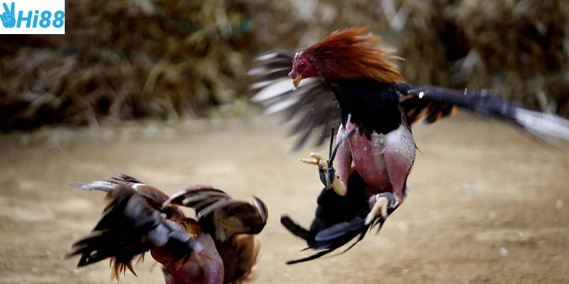 Xem đá gà trực tiếp tại Hi88