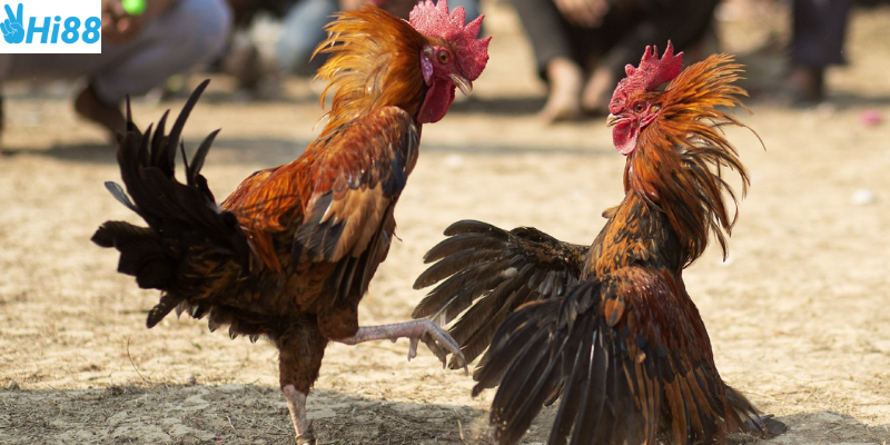 Cách tham gia đơn giản và chiến thắng mỗi ngày