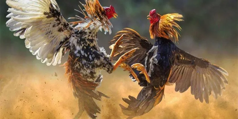 khai-quat-cho-tot-ga-da-can-tho