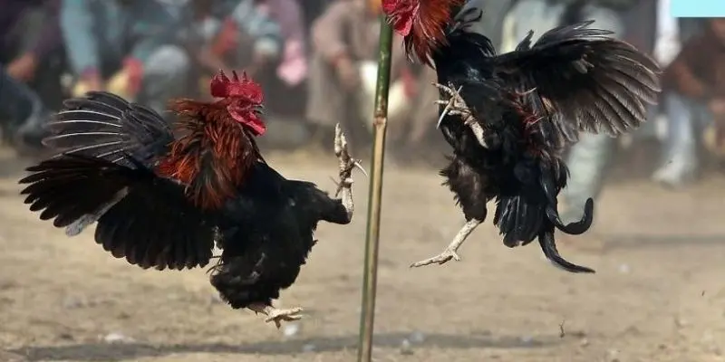 Những lưu ý cần nhớ khi tham gia đá gà