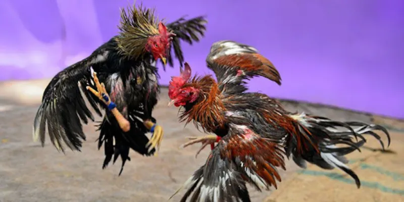 Đá gà philippines New88