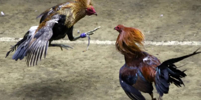 Giới thiệu đá gà sinh tử