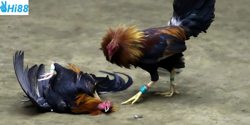 Đặt cược dễ dàng tại nền tảng chúng tôi