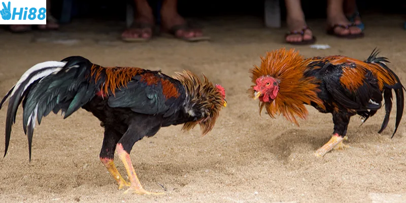 Khám phá sức hấp dẫn của đá gà 3D mô phỏng tại Hi88