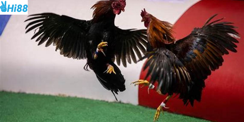 Nhiều loại kèo cược và mẹo tham gia hiệu quả