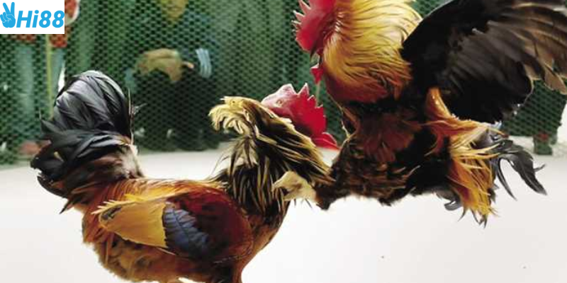 Tham gia đá gà chiến thuật tại nhà cái