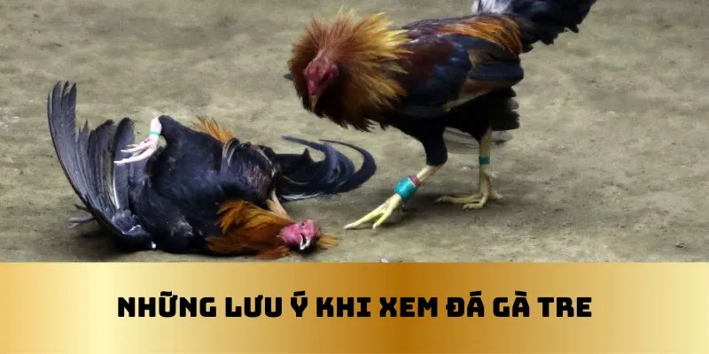 Một số chú ý khi xem đá gà tre