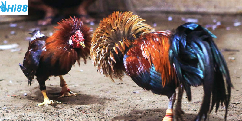 Tỷ lệ cược cạnh tranh giúp nhà cái thu hút khách hàng