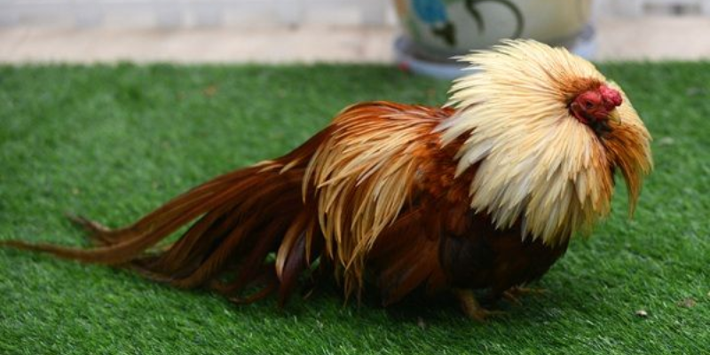 Đặt cược là một phần không thể thiếu trong đấu gà