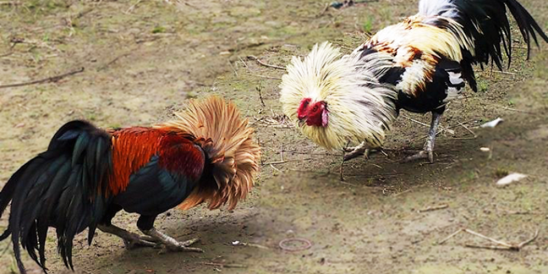 Những trận đấu này mang lại cảm giác căng thẳng và hứng thú