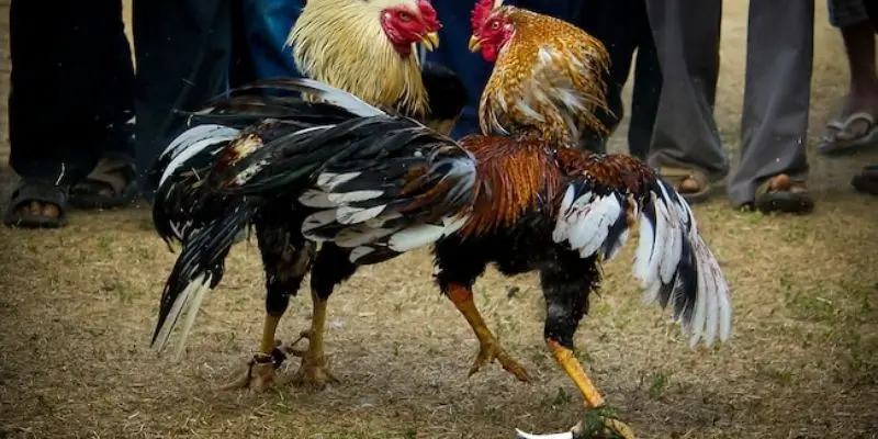 Đá gà Campuchia là loại hình được yêu thích tham gia