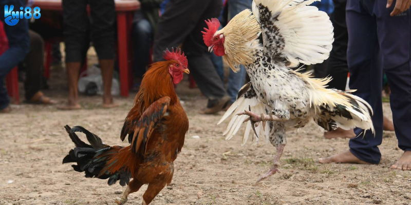 Khám phá cược đá gà Philippines
