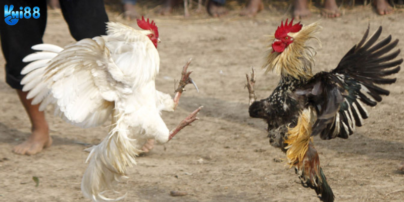 Cách thực đặt cược đơn giản