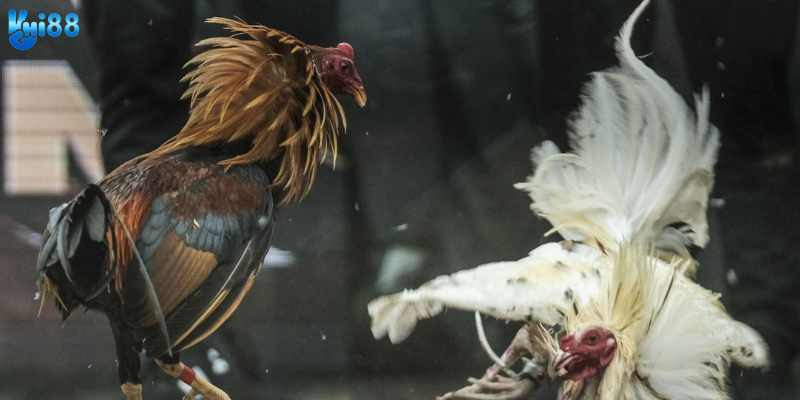 Tham gia đá gà Thomo trực tiếp hôm nay