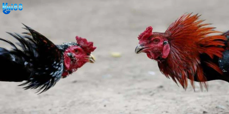 Các loại cược phổ biến được cung cấp