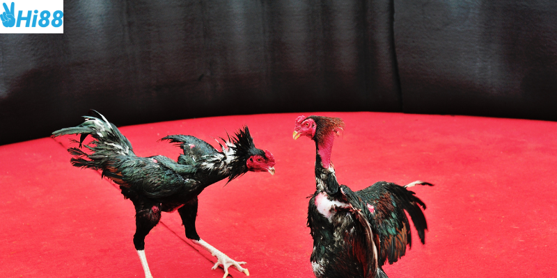 Hiểu rõ luật chơi để thắng lớn