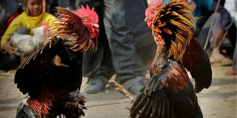 Chiến thuật đá gà giúp làm chủ ván cược 