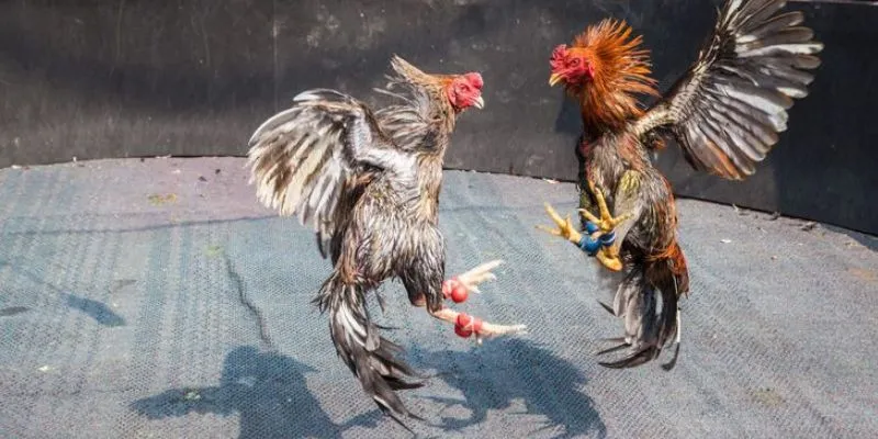 Cách thức hoạt động trong đá gà 