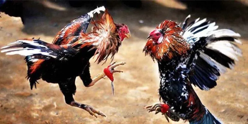 Quy trình chi tiết về cách soi kèo đá gà 