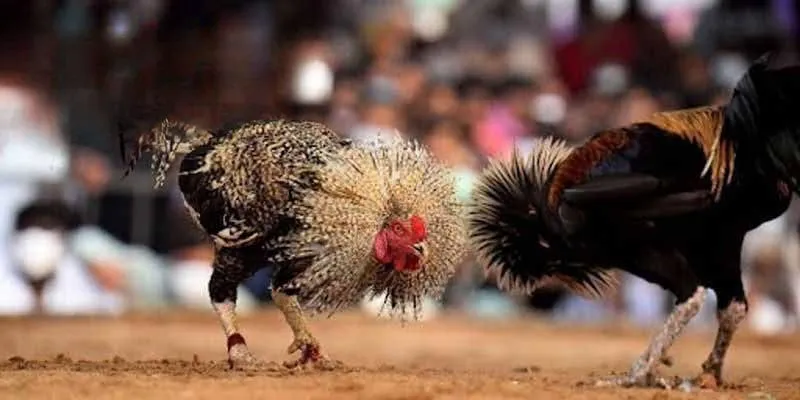 Bí kíp đọc tỷ lệ kèo đá gà hiệu quả 